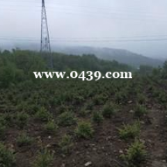50亩平地（苗圃手续）带84平米平房