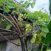 江源区六岔村/简单装修/平房/55.00平米/10万元